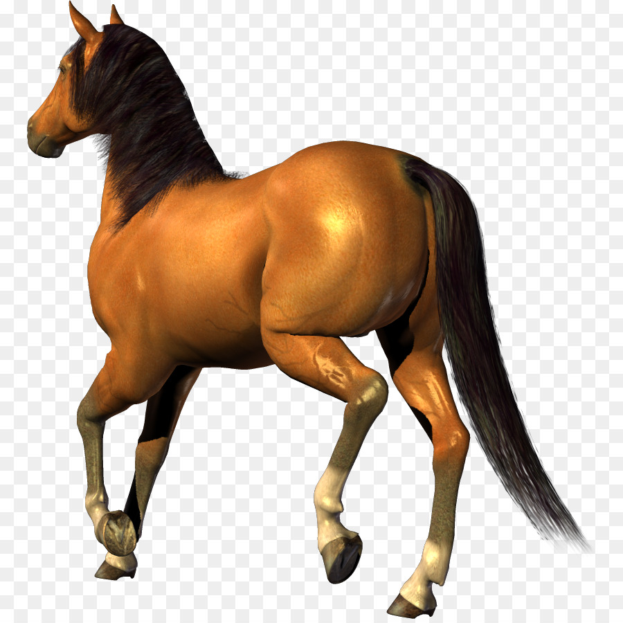 Cavalo，Equino PNG