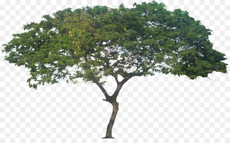 Chorão，árvore PNG