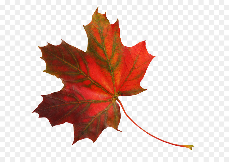 Folha，Maple Leaf PNG