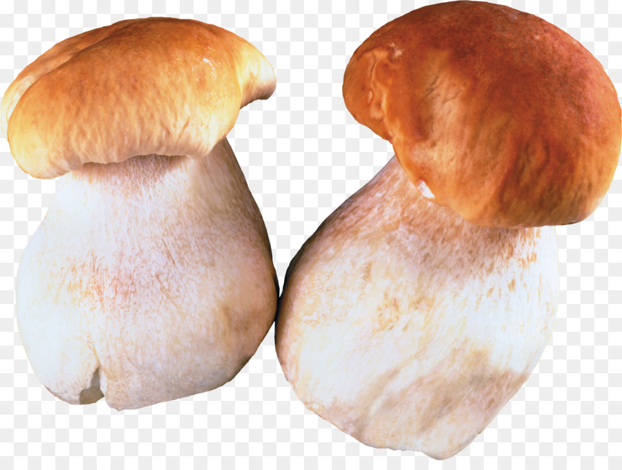 Cogumelos，Marrom PNG