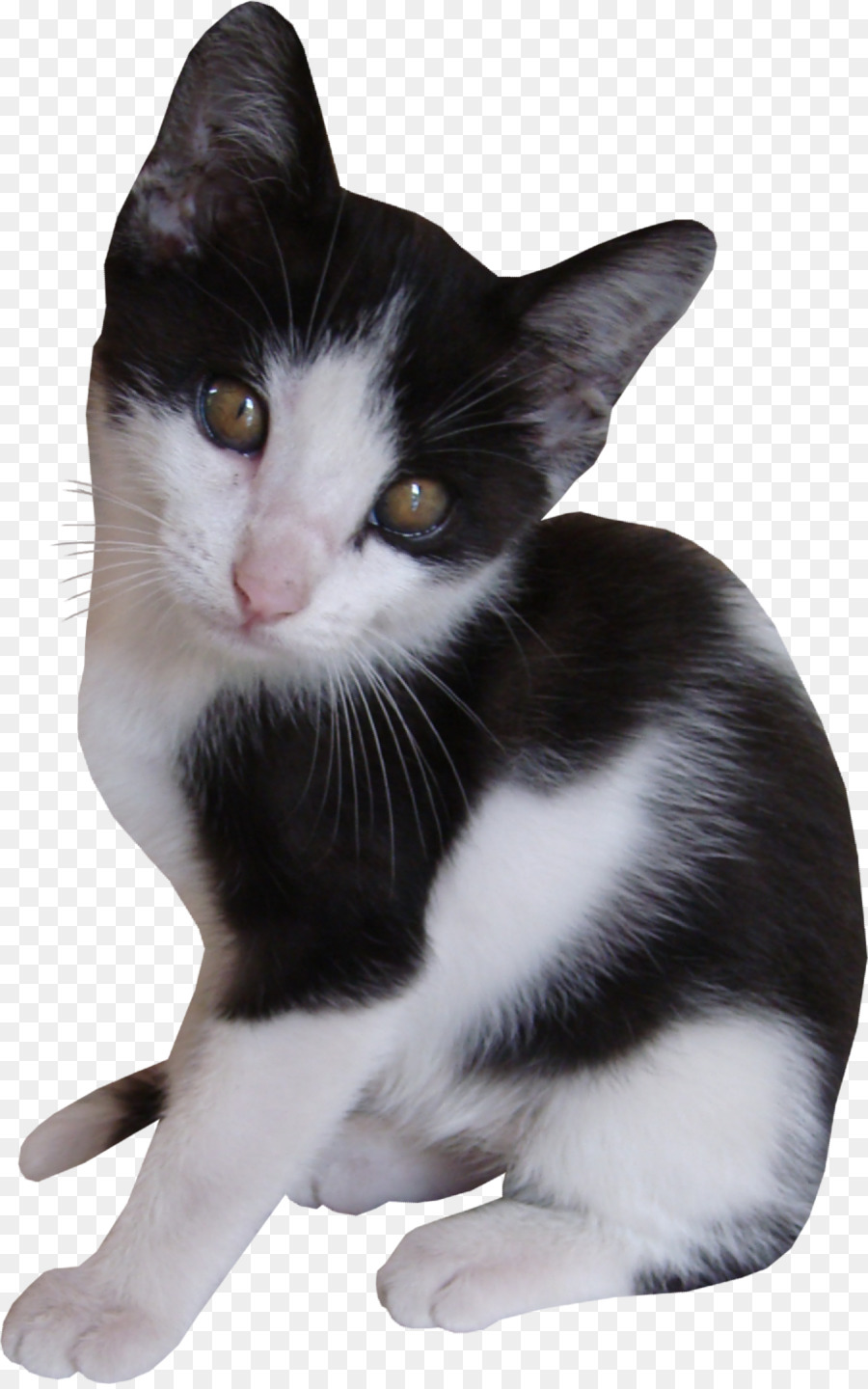 Gatinho，Gato PNG