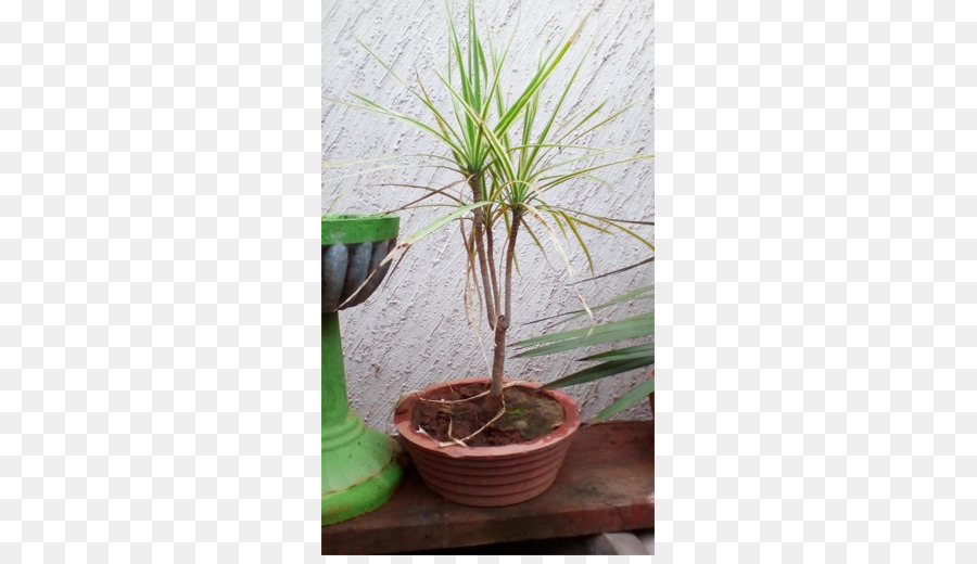 Planta De Casa，Flowerpot PNG