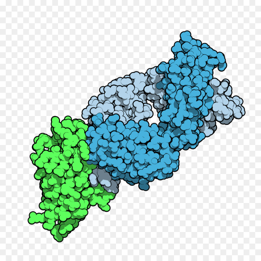 Tremelimumab，O Anticorpo Monoclonal PNG