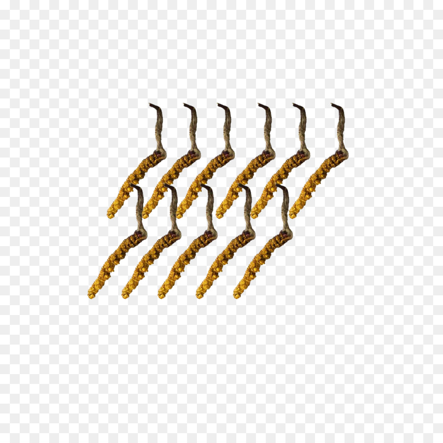 Cordyceps，A Caterpillar Fungus PNG