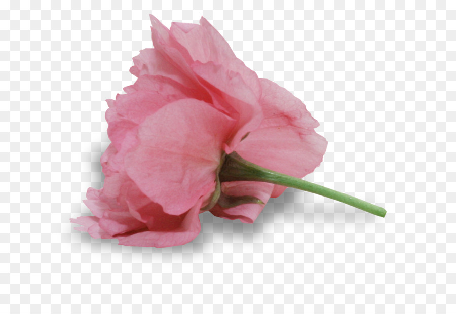 Flor Rosa，Florescer PNG