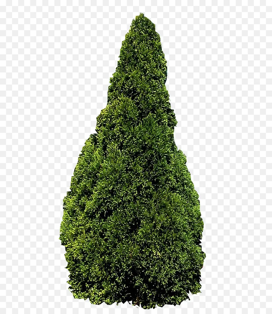 Árvore Verde，Natureza PNG