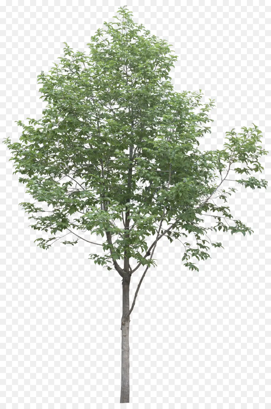 árvore，Populus Alba PNG