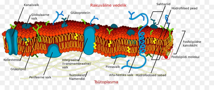 Membrana Celular，Diagrama PNG