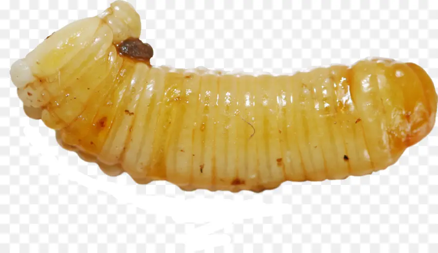 Larva，Minhoca PNG