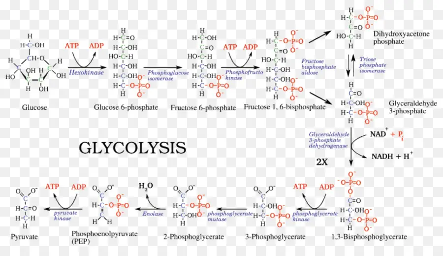 A Glicólise，O ácido Pirúvico PNG