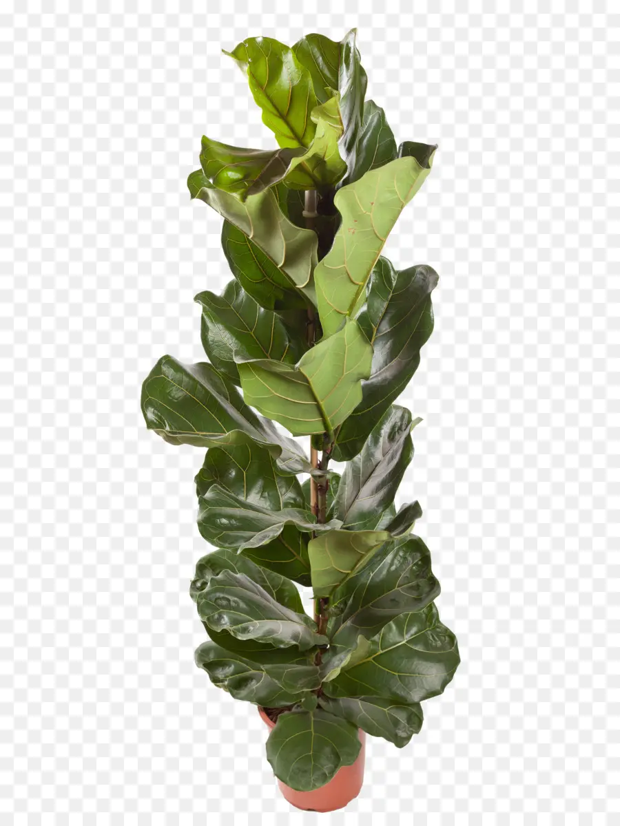 Planta Em Vaso，Verde PNG