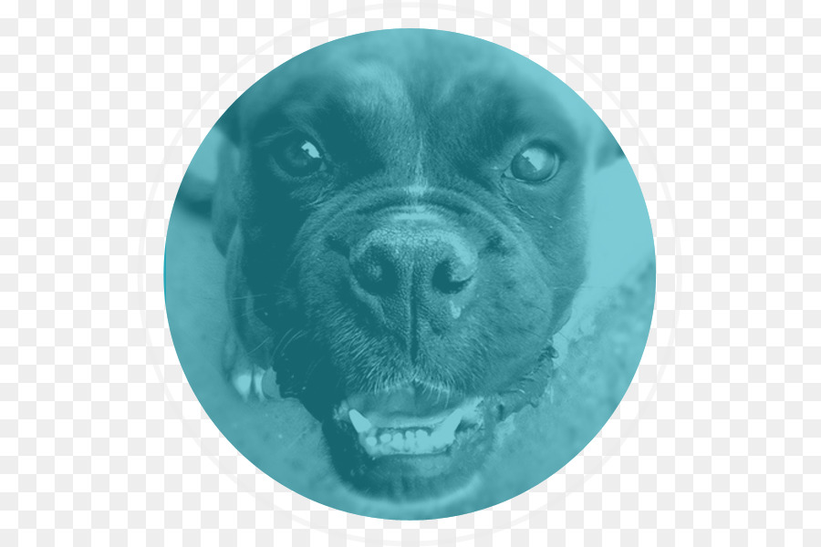 Cão，Casca PNG