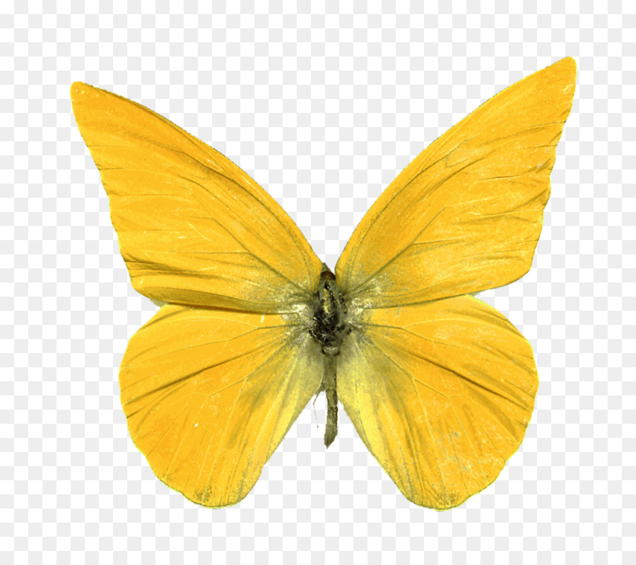 Borboleta，Amarelo PNG