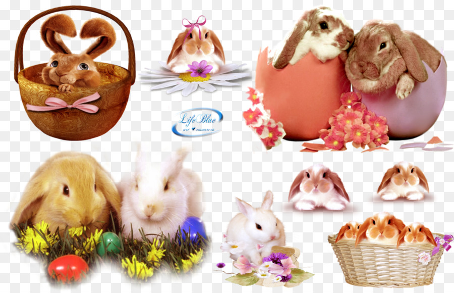 Coelhos，Coelhinho Da Páscoa PNG