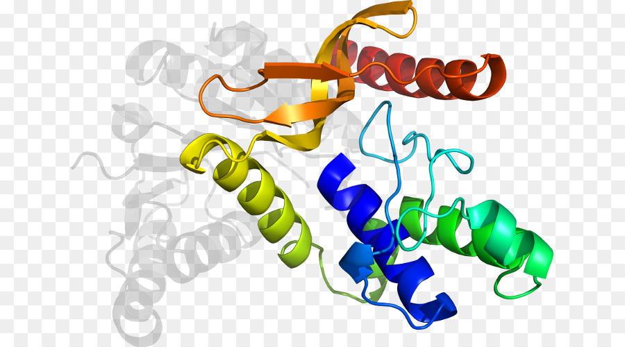 Estrutura Proteica，Biologia PNG