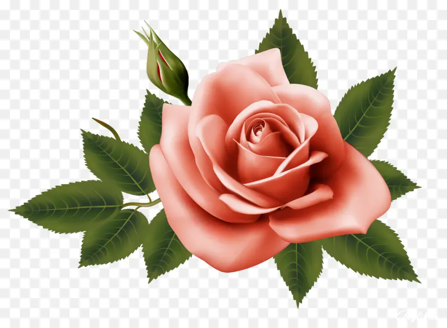 As Rosas Do Jardim，Centifolia Rosas PNG