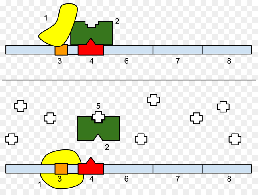 Operon Lac，Operon PNG