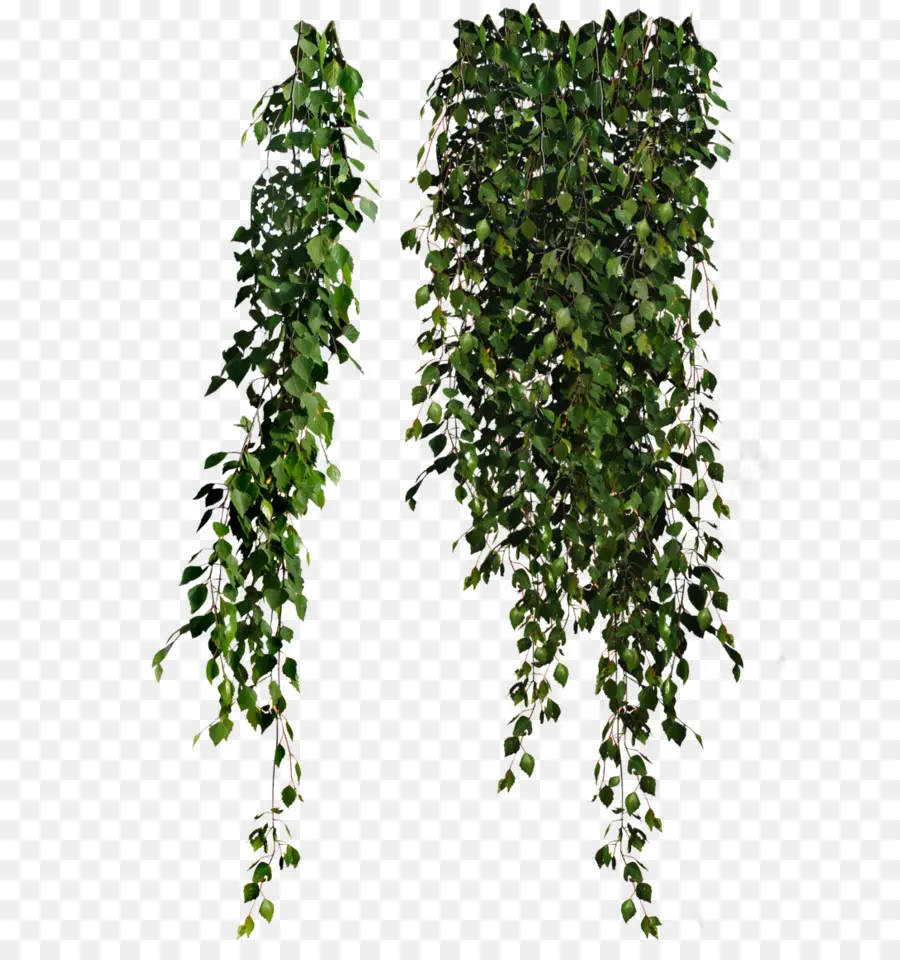 Plantas Penduradas，Folhas PNG