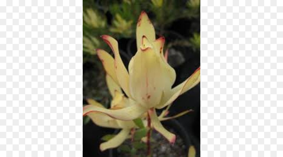 Planta，Leucadendron PNG