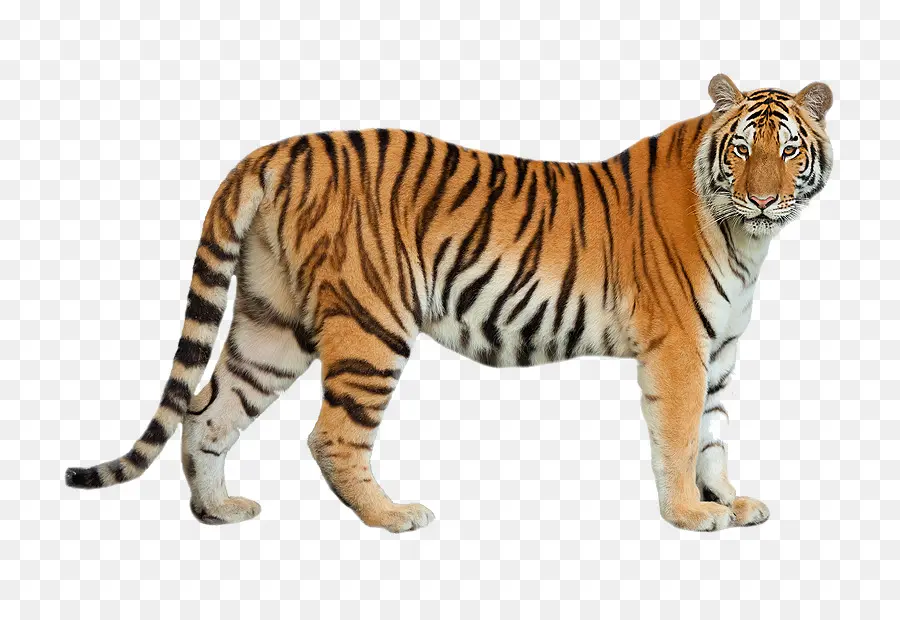 Felidae，Siberian Tiger PNG