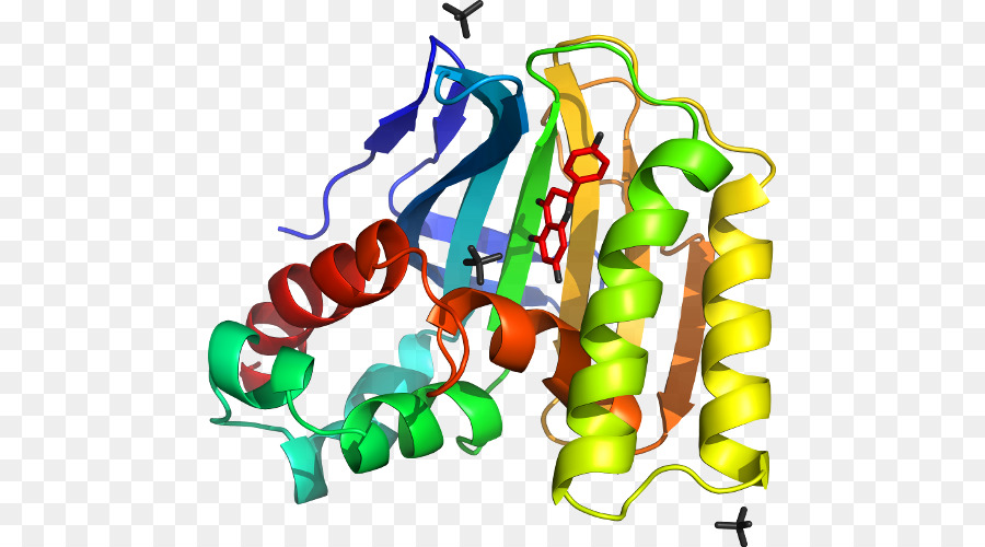 Estrutura Proteica，Biologia PNG