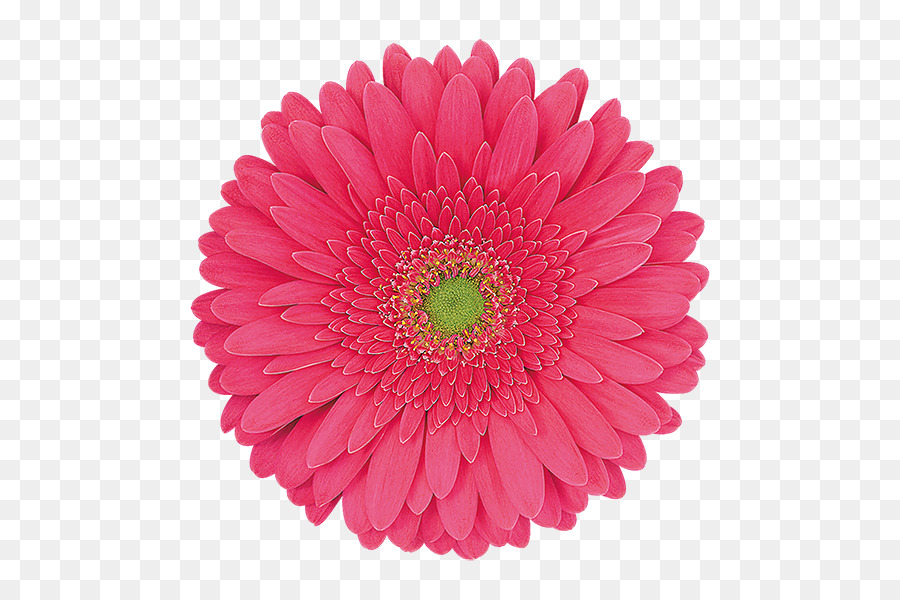 Flor，Florescer PNG