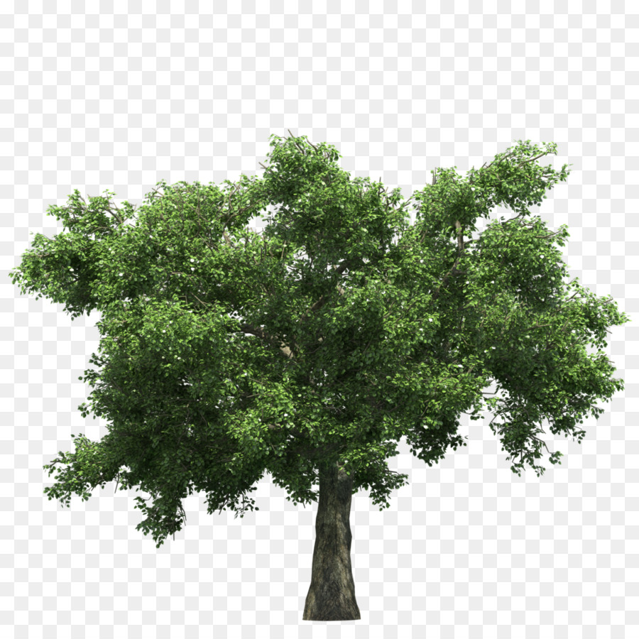 árvore，Royaltyfree PNG