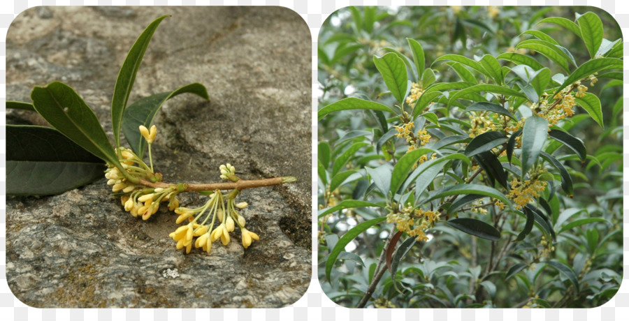 Doce Osmanthus，Planta PNG