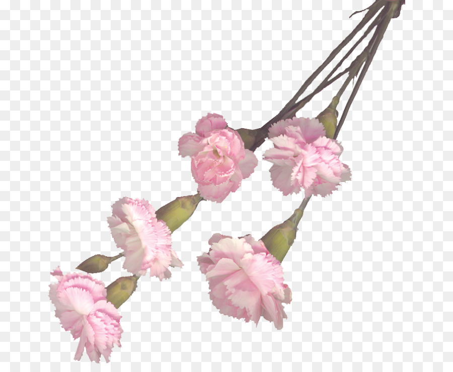 Cravos Rosa，Ramalhete PNG