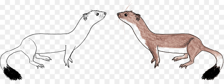 Doninhas，Animais Selvagens PNG