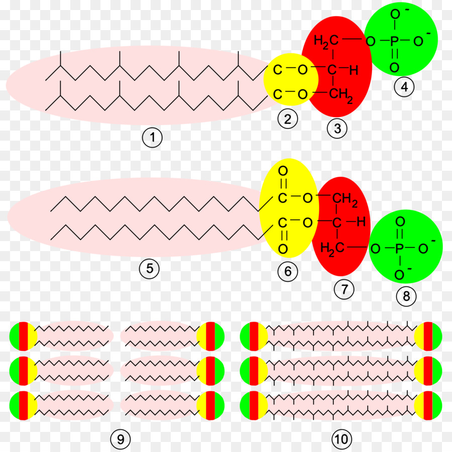 Archaeans，Membrana Celular PNG