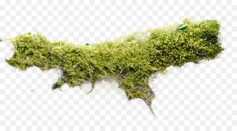 Moss，Plantas Nonvascular PNG