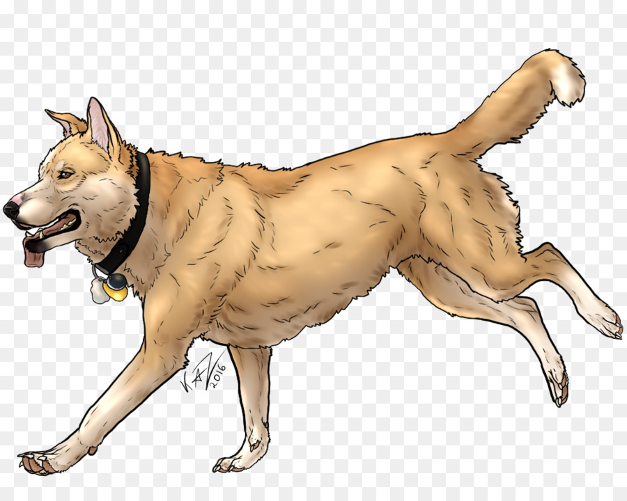 Saarloos Wolfdog，Dingo PNG