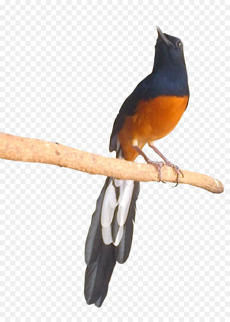 Aves，Coruja PNG
