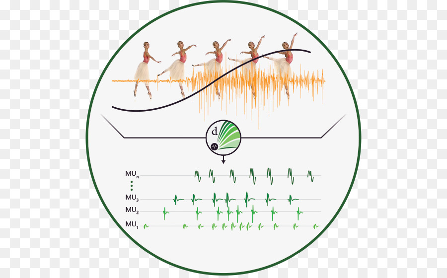 Eletromiografia，Sensor De PNG