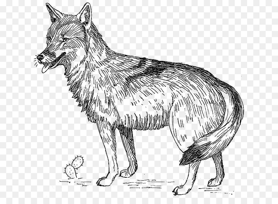 Coyote，O Wikimedia Commons PNG