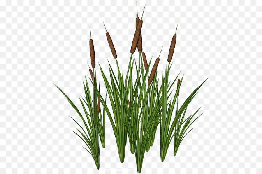 Internet，Scirpus PNG