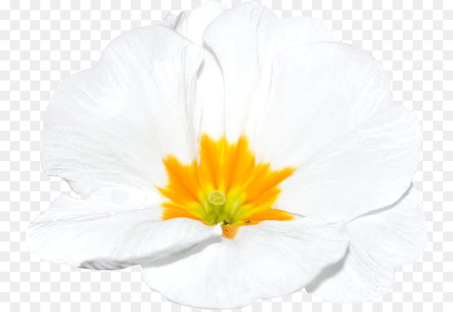 A Floração Da Planta，Planta PNG