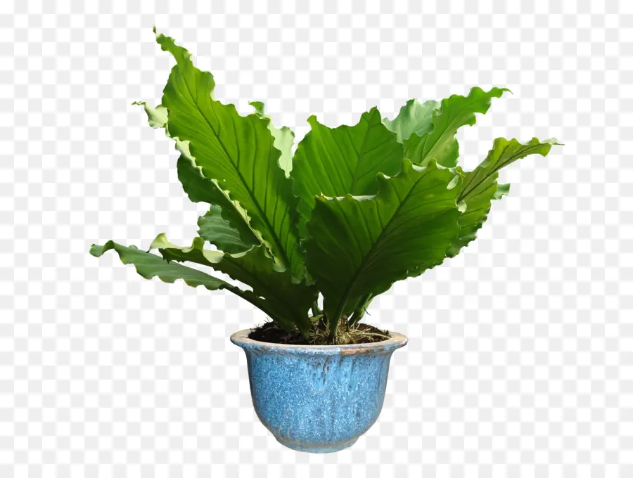 Planta Verde，Vaso PNG