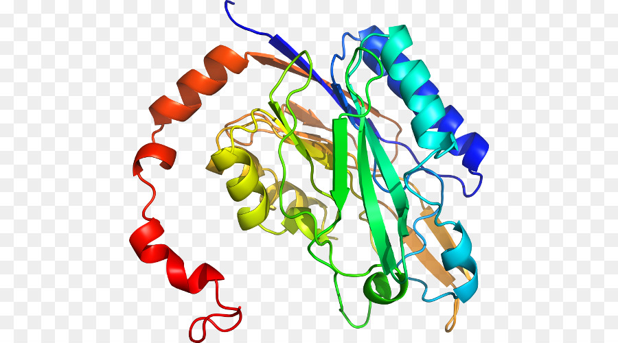 Proteína，Molécula PNG