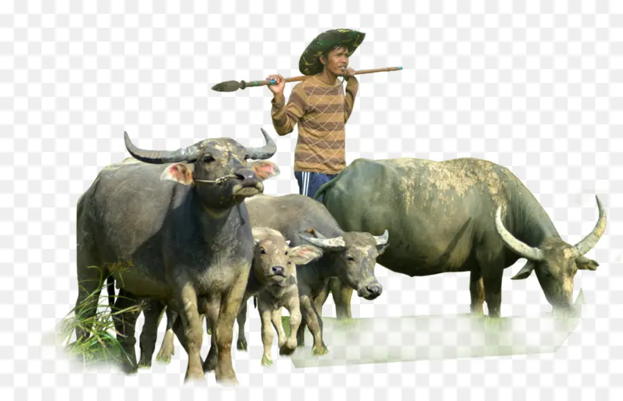 Rebanho De Búfalos，Agricultor PNG