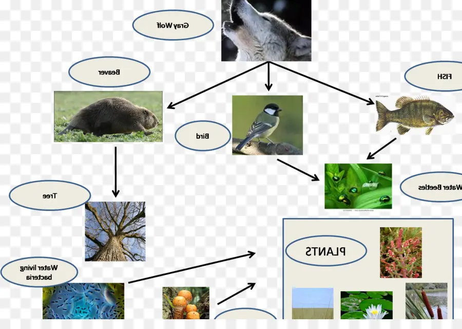 Crocodilo，Cadeia Alimentar PNG