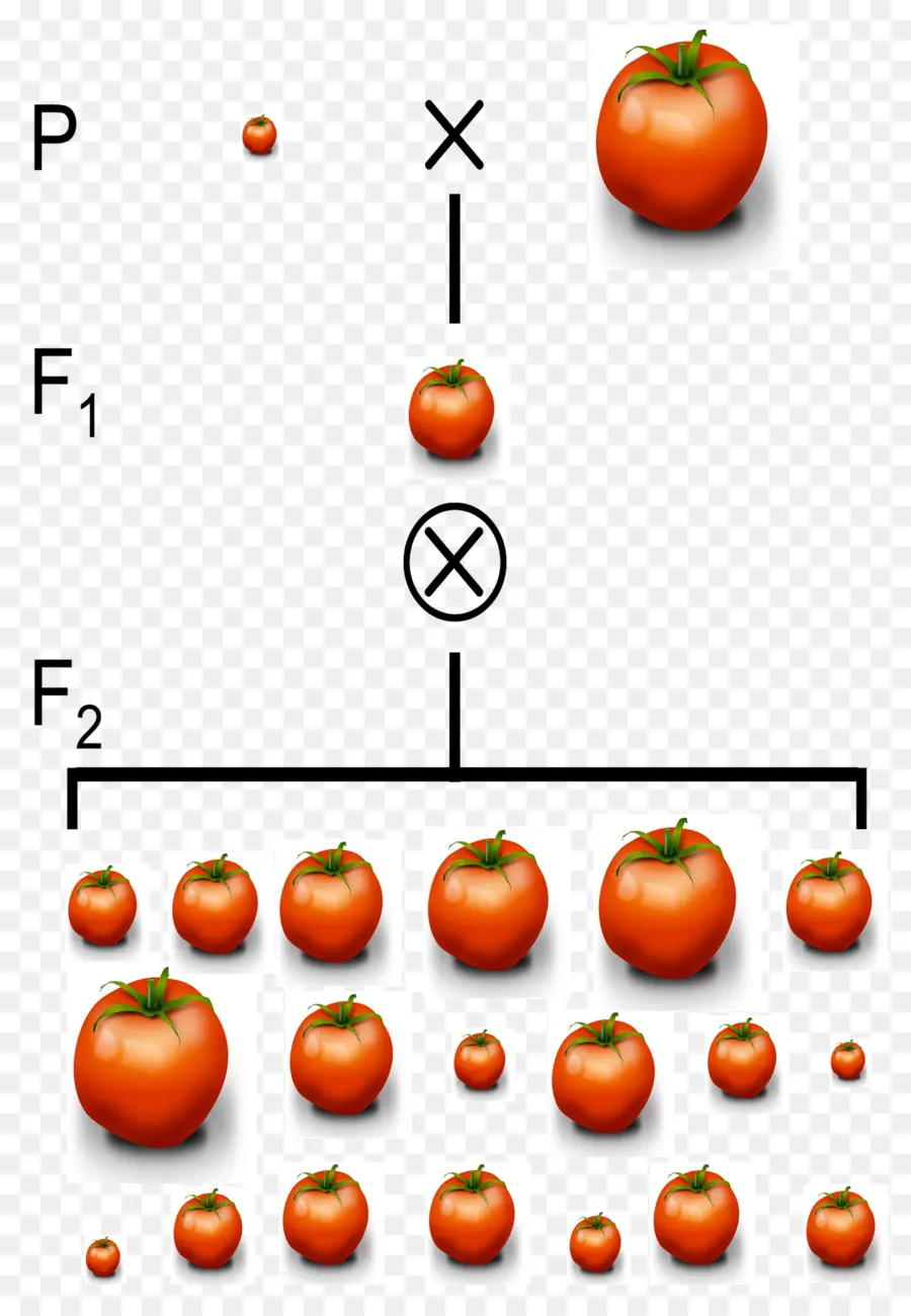 Melhoramento De Tomate，Plantar PNG