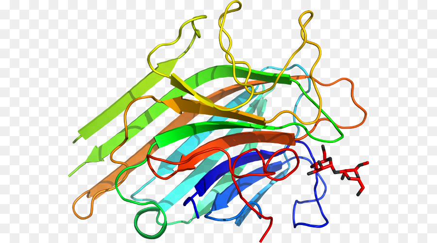 Estrutura Proteica，Biologia PNG