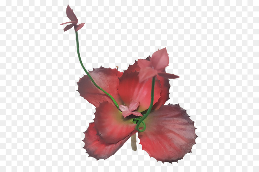 Flor，Hibisco PNG