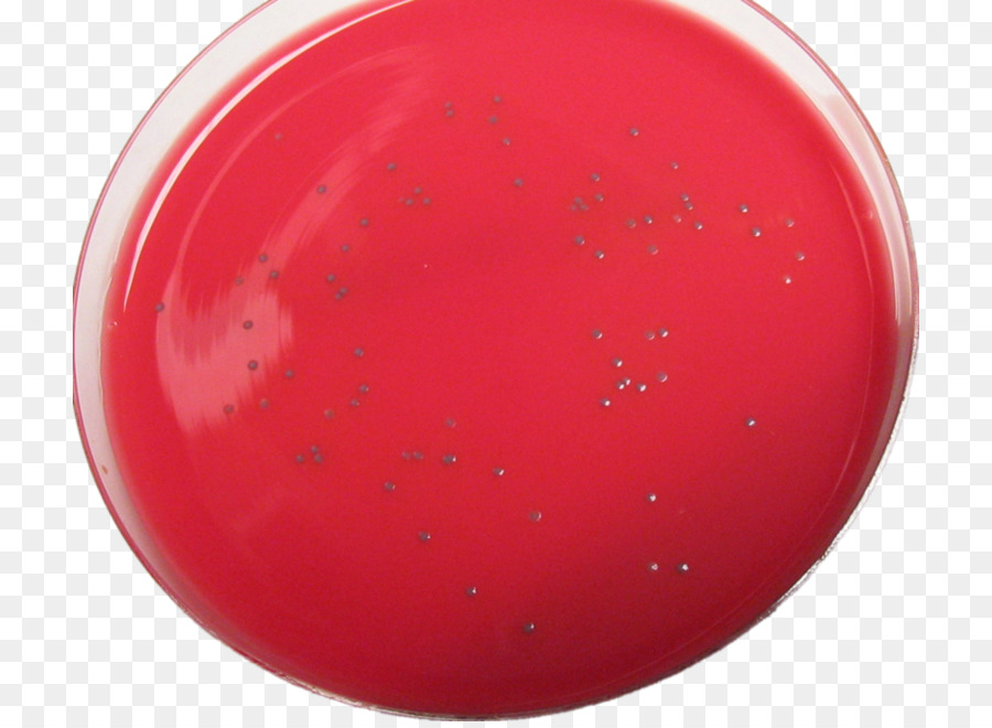 2011 Estados Unidos Surto De Listeriose，Listeria Monocytogenes PNG