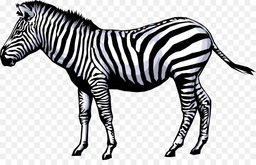 Zebra，Animação PNG