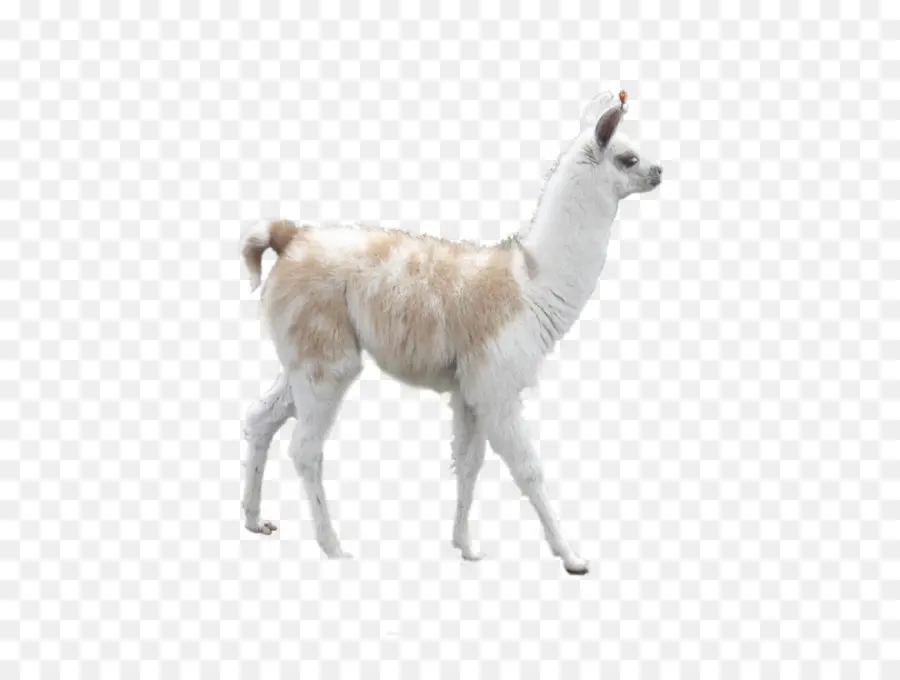 Lhama，Alpaca PNG