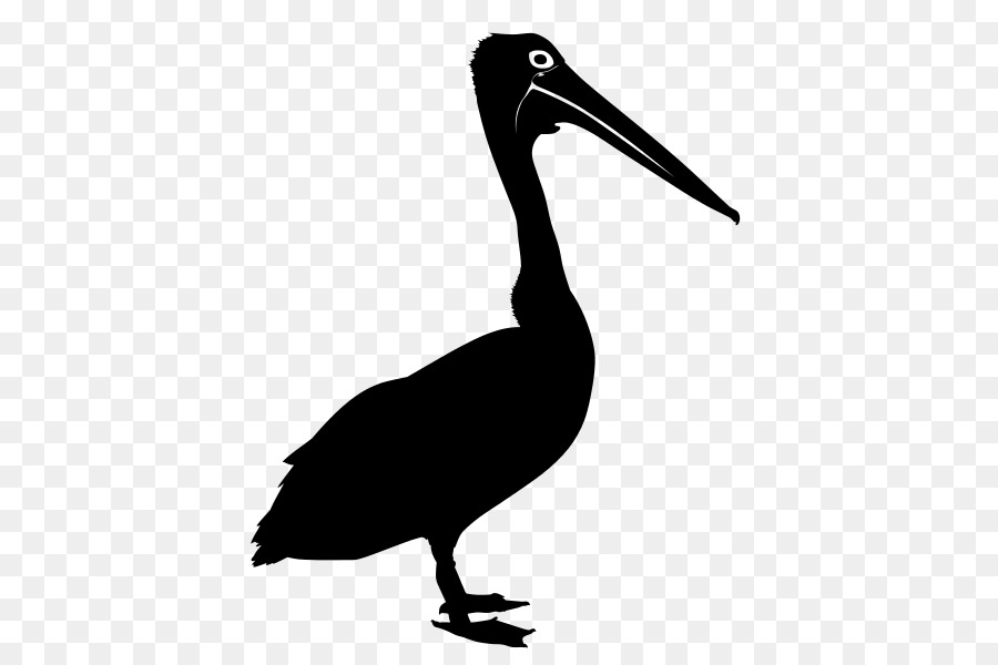 Aves，Australiano Pelicano PNG