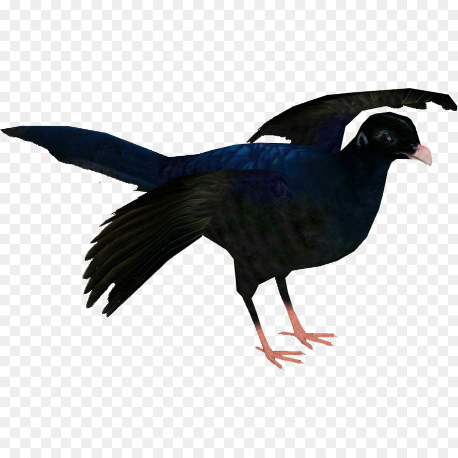 Pato，A Fauna PNG